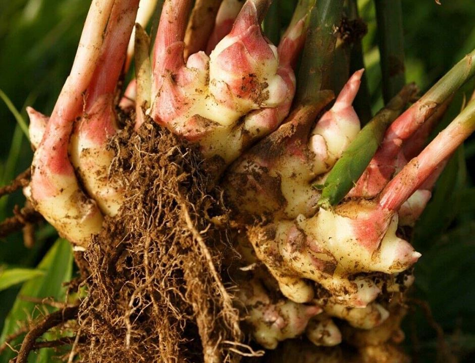 rizomas ginger costa rica